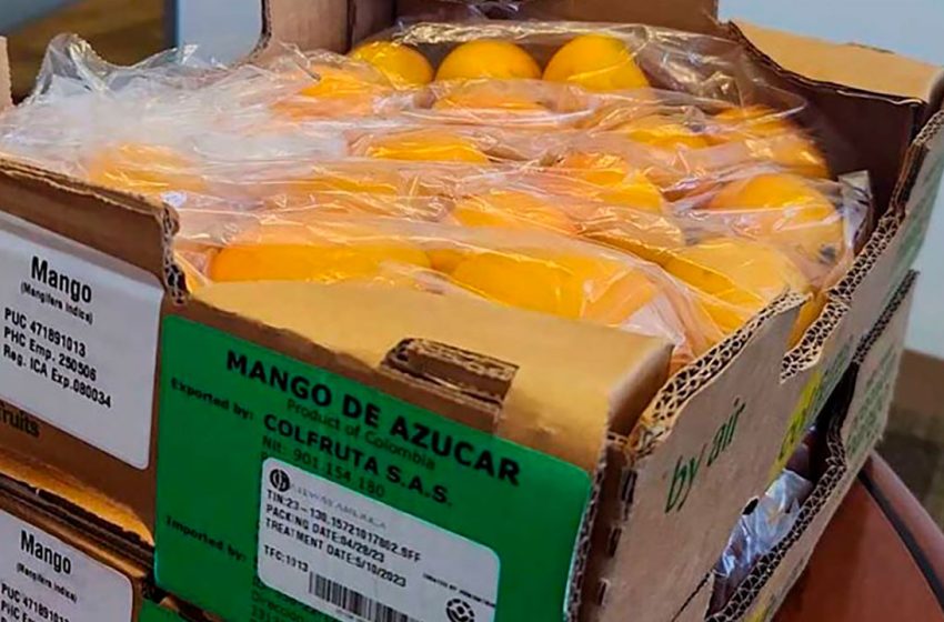  Colombia exportó, por primera vez, mango de azúcar a los Estados Unidos